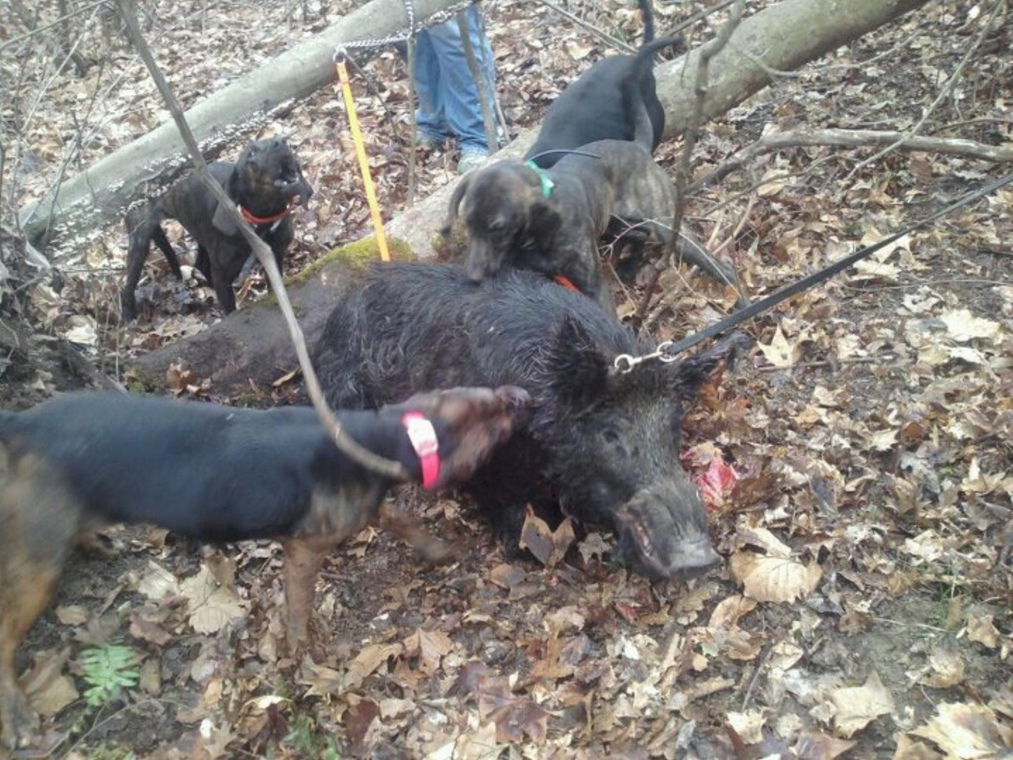 Texas hog hunt with dogs